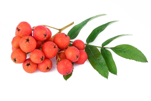 Rowan berry větev. Closeup. — Stock fotografie