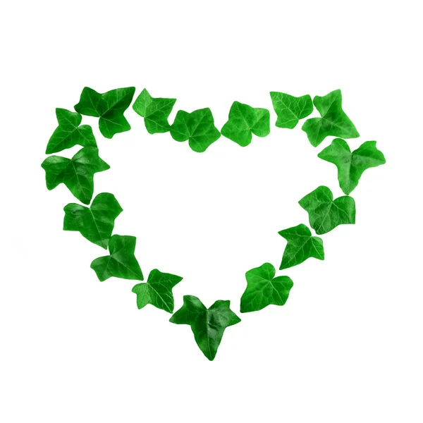 Pola hati hijau yang terbuat dari daun ivy pada latar belakang putih. Letak rata . — Stok Foto