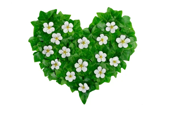 Green heart pattern made of ivy leaves and white flowers. Creative natural arrangement made of green ivy leaves. — Stock Photo, Image