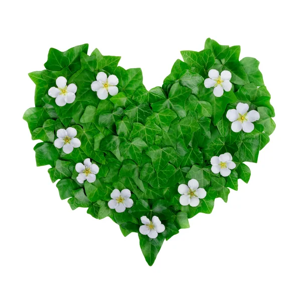 Natural green heart pattern made of ivy leaves and white flowers. Flat lay. — Stock Photo, Image