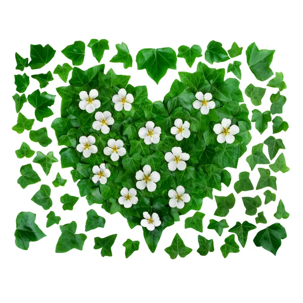 Fundo padrão orgânico natural feito de folhas de hera verde e flores brancas. Depósito plano . — Fotografia de Stock