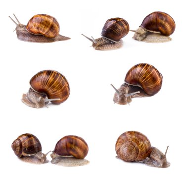 Salyangoz, Bahçe salyangoz koleksiyonu. Beyaz arka plan üzerinde izole salyangoz (Helix pomatia).