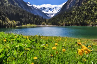 Idyllic mountain landscape in the Alps in springtime with blooming flowers and mountain lake. Stilluptal, Austria, Tyrol clipart