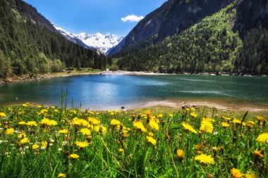 Alpin Çayır yakınındaki dağlarda bir göl güzel karahindiba çiçekli. Stilluptal, Avusturya, Tyrol.