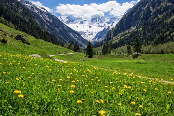 Piękny krajobraz z Alp w Stilluptal, Mayrhofen, Austria. — Zdjęcie stockowe