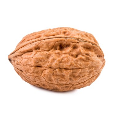 Beyaz zemin üzerinde bir ceviz. Portre.