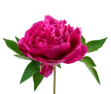 Şakayık çiçeği. Beyaz arka plan üzerinde izole pembe Şakayık.