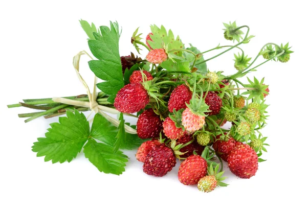 Fresa silvestre. Fresa de bosque con hojas en blanco — Foto de Stock