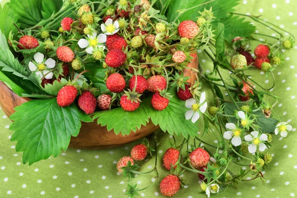 Wild strawberry on green polka dot background. — Stock Photo, Image