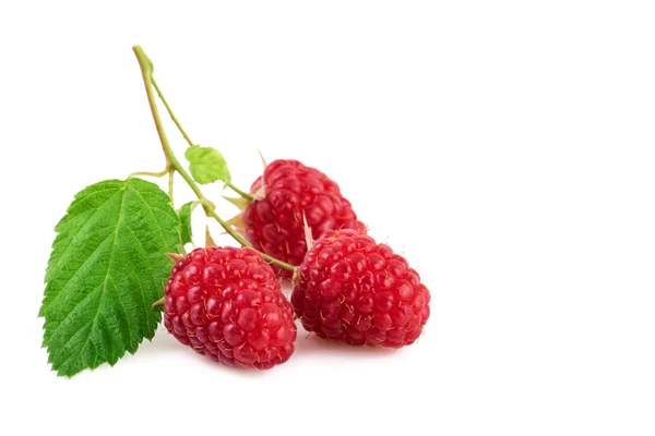 Fresh raspberries closeup — Stock Photo, Image