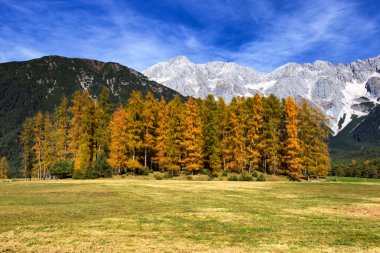 Sonbahar dağlarda. Mieminger Yaylası, Tyrol, Avusturya.