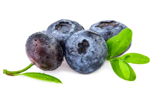 Natürliche gepflückte Blaubeeren mit Blättern auf weiß — Stockfoto