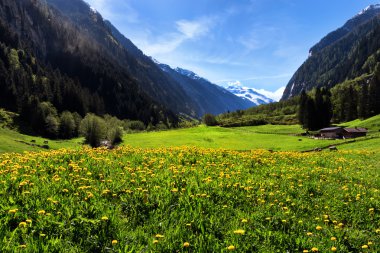 Sarı çiçek ve çayırlar Alpleri'nde pastoral dağ manzarası. Stilluptal, Avusturya, Tyrol