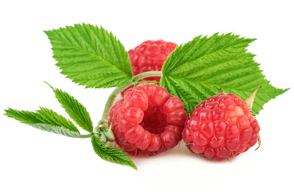 Frambuesas orgánicas frescas con hojas en blanco — Foto de Stock