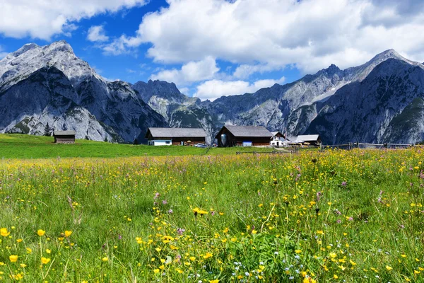 Alpy latem piękne żółte kwiaty w pobliżu Walderalm. Austria, Tirol — Zdjęcie stockowe