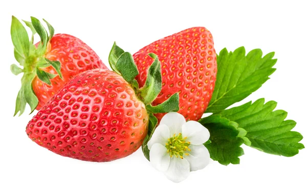 Aardbeien op witte. Verse biologische aardbeien met blad en bloem — Stockfoto