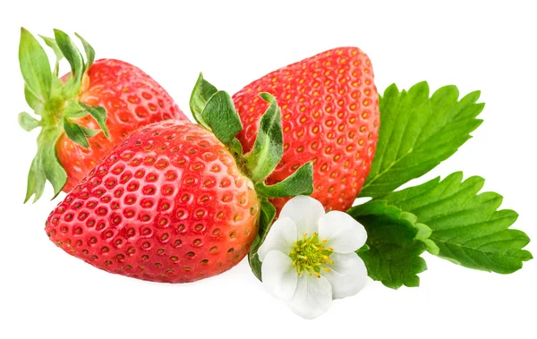 Fresas en blanco. Fresa orgánica fresca con hoja y flor — Foto de Stock