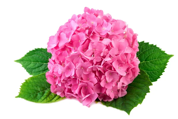 Roze hortensia bloem met groen blad op wit — Stockfoto