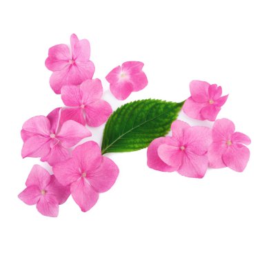 Beyaz arka plan üzerinde pembe çiçekler yaratıcı tanzimi. Düz yatıyordu.