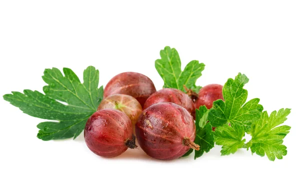 Baya de grosella roja madura con hoja aislada en blanco — Foto de Stock