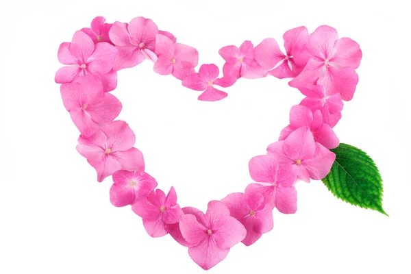 Pink flowers in a heart shape on white. Natural pattern background with copy space — Stock Photo, Image