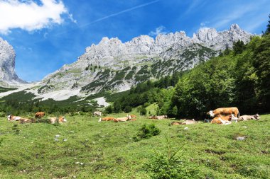 Mountain scenery with resting cows in the austrian alps clipart
