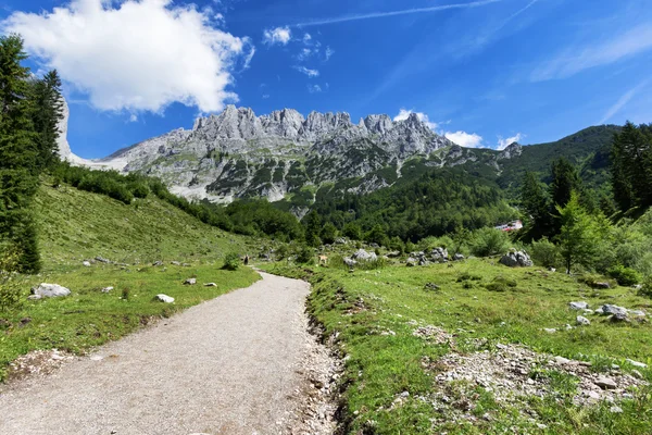 Nyáron hegyi táj utat. Kilátás nyílik a Wilder Kaiser, Ausztria-Tyrol — Stock Fotó
