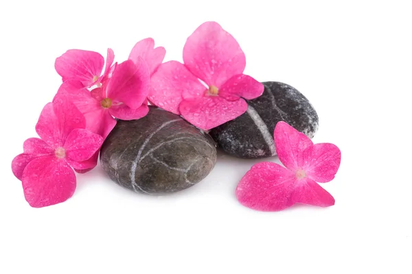 Piedras de spa mojadas con flores rosas — Foto de Stock