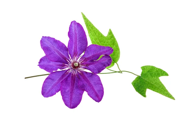 Fiore tropicale Colore viola isolato su bianco — Foto Stock