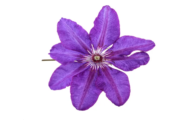 Flor roxa de clematis — Fotografia de Stock