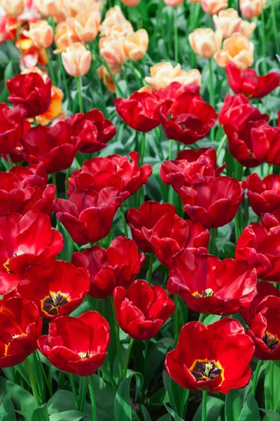 Tulipes rouges et oranges — Photo