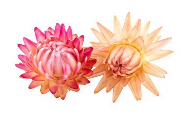 Saman çiçek ya da ebedi. Kuru çiçekler. 