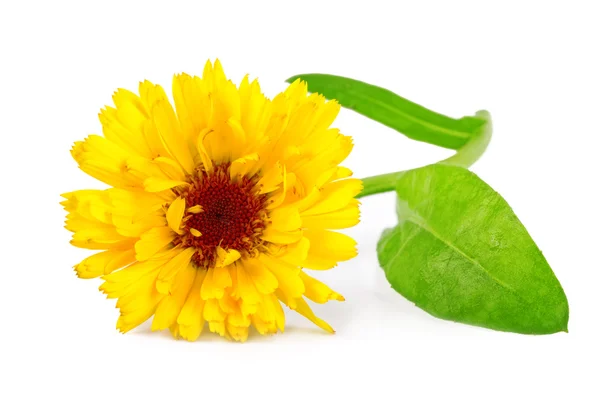 Měsíček květ nebo společné květ měsíčku Calendula officinalis na bílém — Stock fotografie