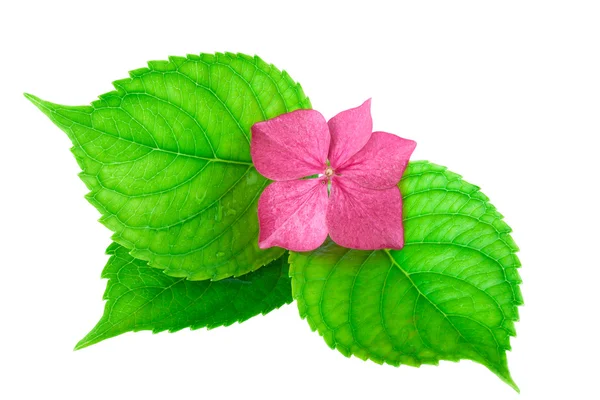 Concepto Spa Rosa Flor con Hoja Verde — Foto de Stock