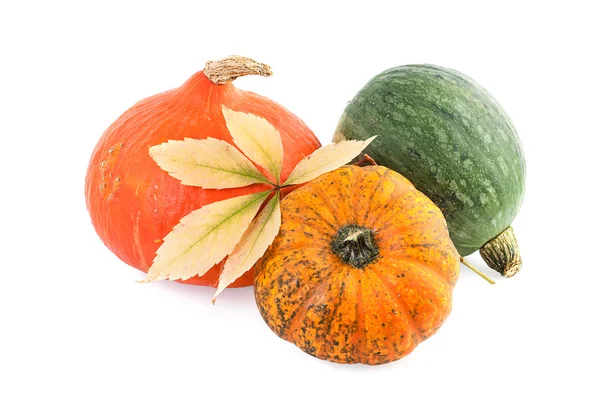 Concepto de otoño de calabaza — Foto de Stock