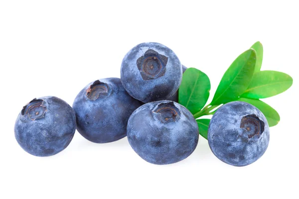 Blaubeeren isoliert — Stockfoto