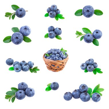 Blueberries Collection clipart