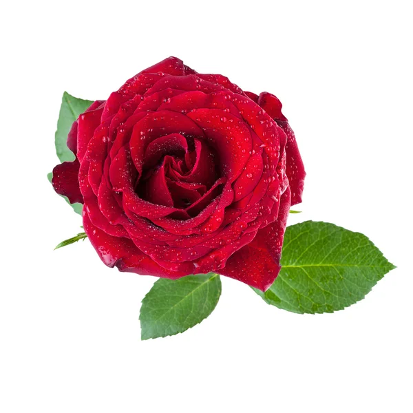 Rosa roja flor aislada — Foto de Stock