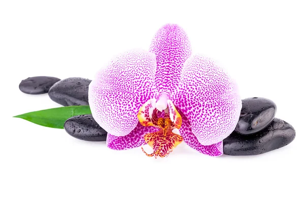 Spa flor conceito de orquídea com pedras Zen — Fotografia de Stock