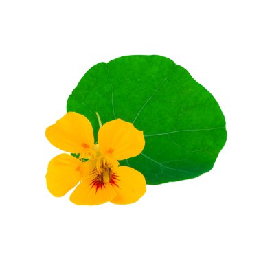 Nasturtium çiçek