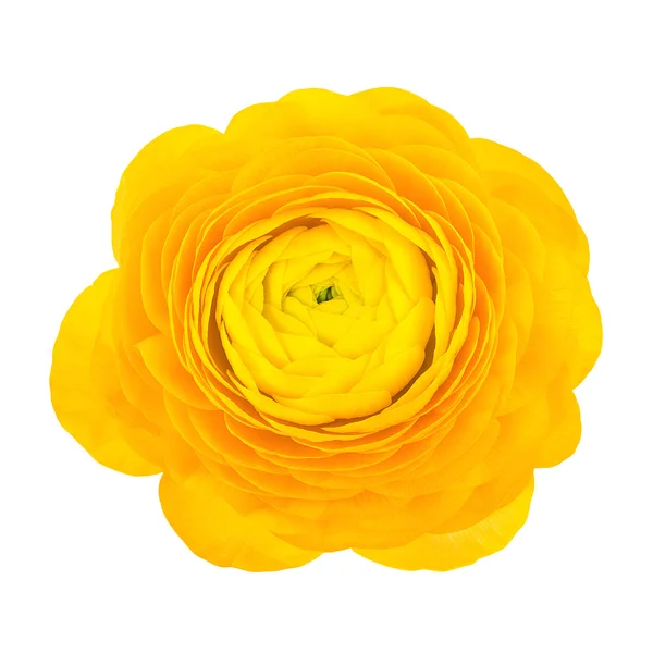 Fiore giallo di ranuncolo — Foto Stock