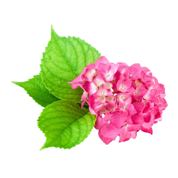 Pink Flower of Hydrangea Plant — Stock Photo, Image