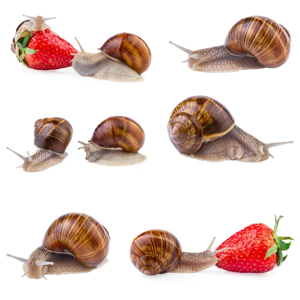 Garden Snail Collection — Stock Photo, Image