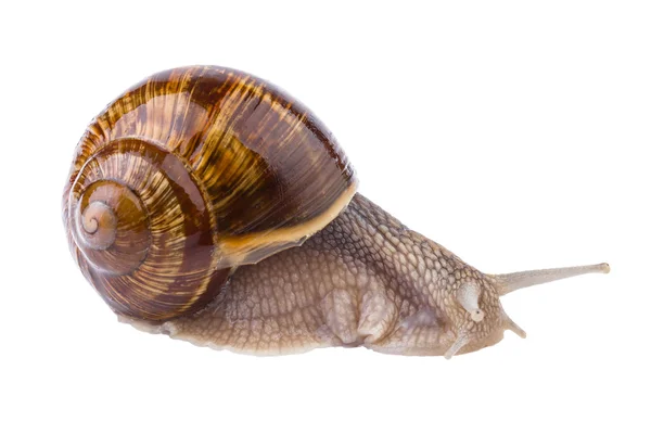 Garden Snail in close up (Helix pomatia) — Stock Photo, Image