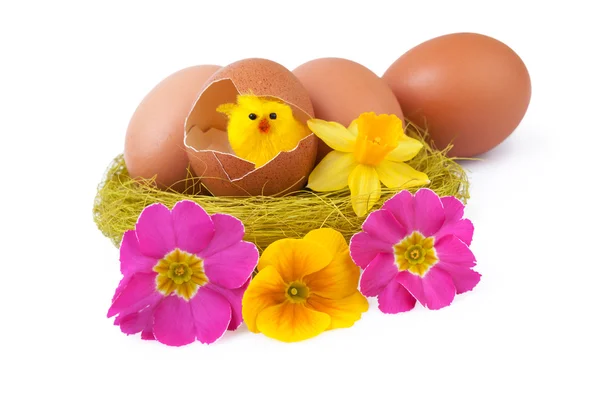 Пасхальные яйца украшают гнезда желтых цыплят — стоковое фото