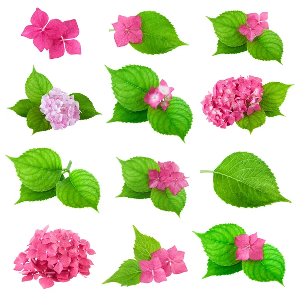 Colldection of Green Leaf and Spring Flower of Hydrangea Plant — Stock Photo, Image