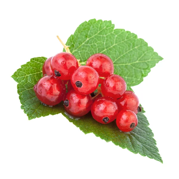Grosella roja Berry hoja verde — Foto de Stock