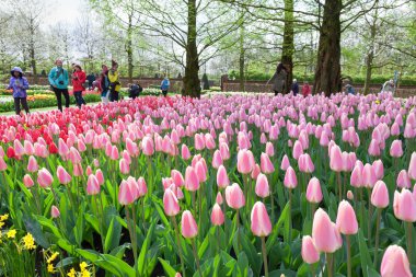 Keukenhof Bahçe, Hollanda - Nisan 08: Keukenhof dünyanın en büyük çiçek bahçesi ile 7 milyon çiçek soğanı 32 hektarlık bir alan üzerinde olan. Keukenhof Bahçe, Lisse, Hollanda - 08 Nisan 201