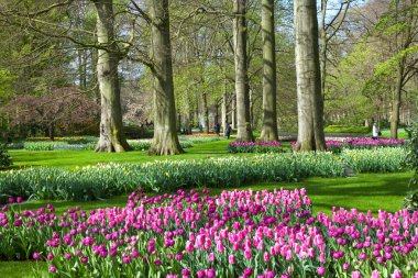 Keukenhof Bahçe, Hollanda - Nisan 08: Keukenhof dünyanın en büyük çiçek bahçesi ile 7 milyon çiçek soğanı 32 hektarlık bir alan üzerinde olan. Keukenhof Bahçe, Lisse, Hollanda - 08 Nisan 2014.