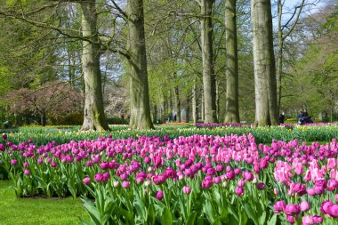 Keukenhof Bahçe, Hollanda - Nisan 08: Keukenhof dünyanın en büyük çiçek bahçesi ile 7 milyon çiçek soğanı 32 hektarlık bir alan üzerinde olan. Keukenhof Bahçe, Lisse, Hollanda - 08 Nisan 2014.